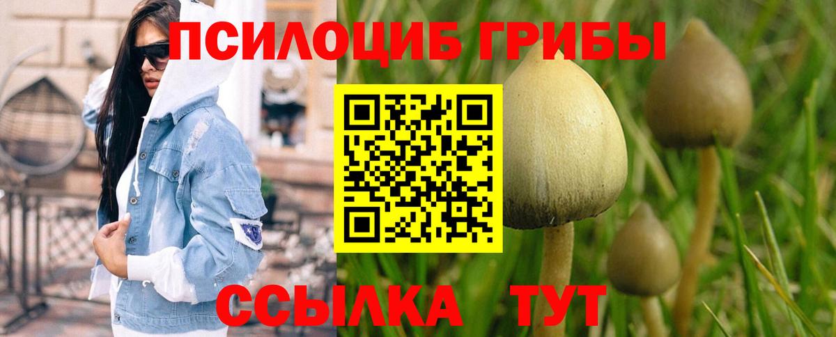 Псилоцибиновые грибы Psilocybe Родники